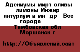 Адениумы,мирт,оливы,лимоны,Инжир, антуриум и мн .др - Все города  »    . Тамбовская обл.,Моршанск г.